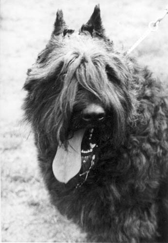 Bouvier EMETH AQUARIUS JARDIN DU MICHONY